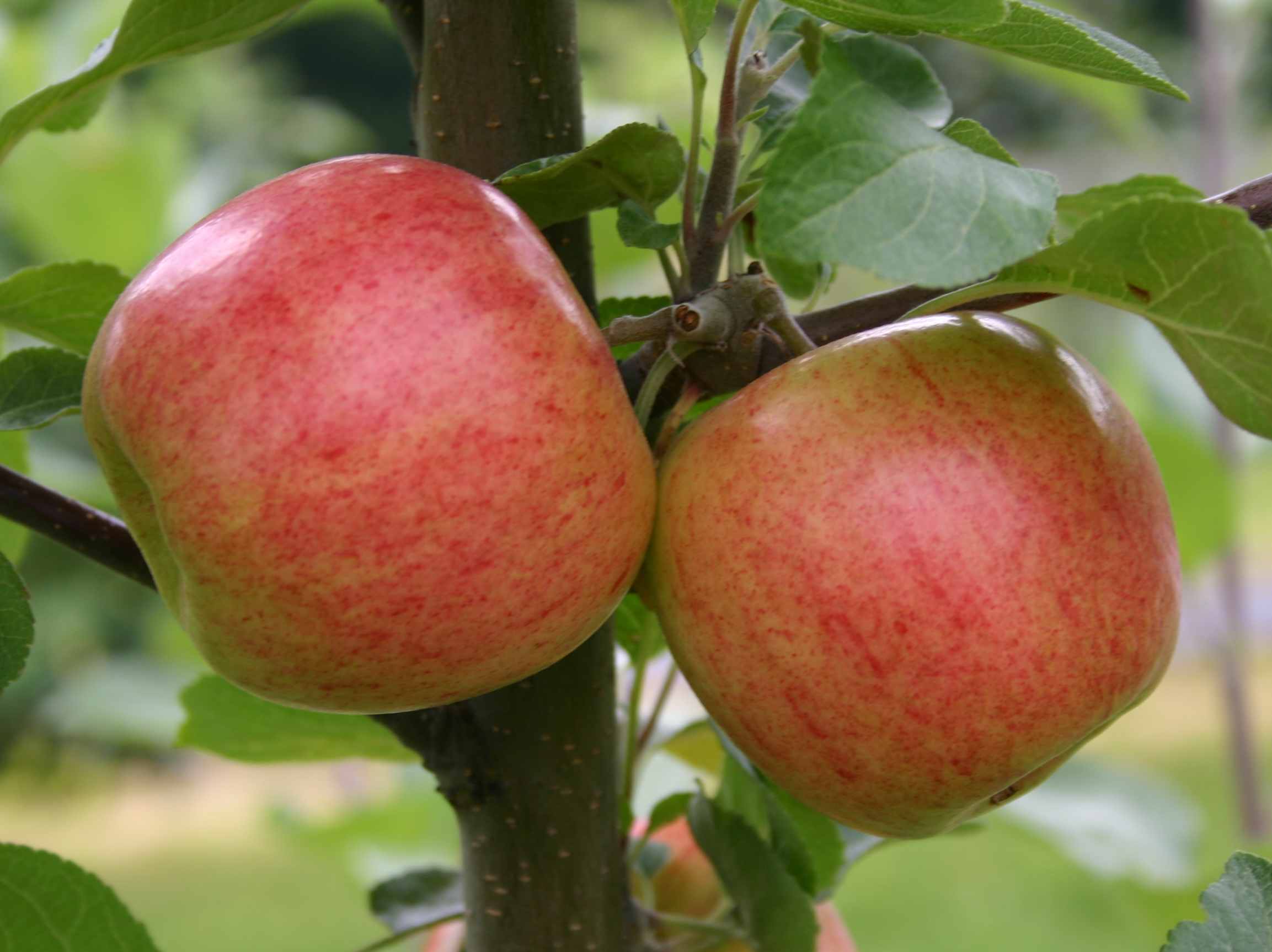 Kuvahaun tulos haulle vuokko omena