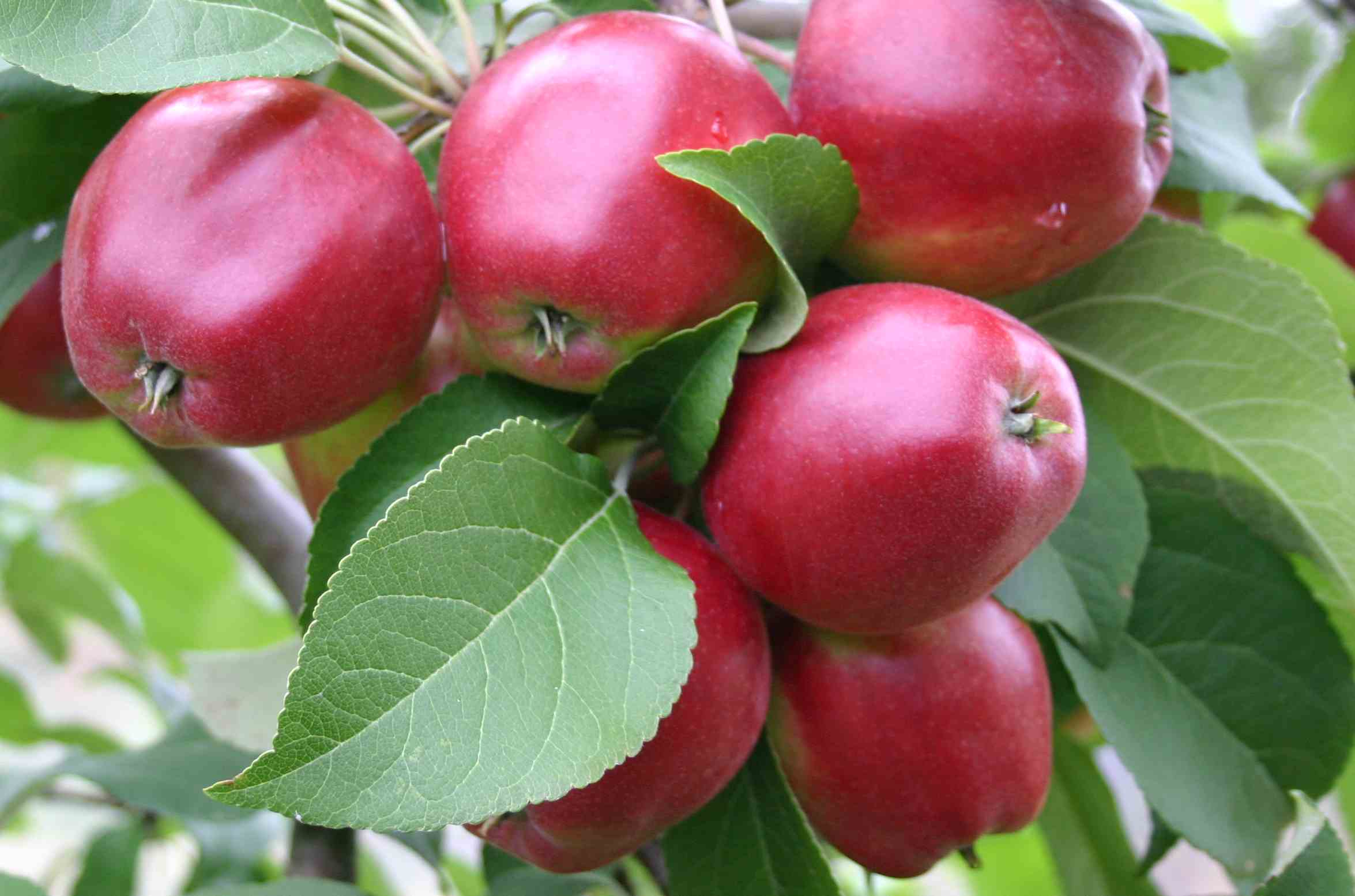 Kuvahaun tulos haulle heta omena