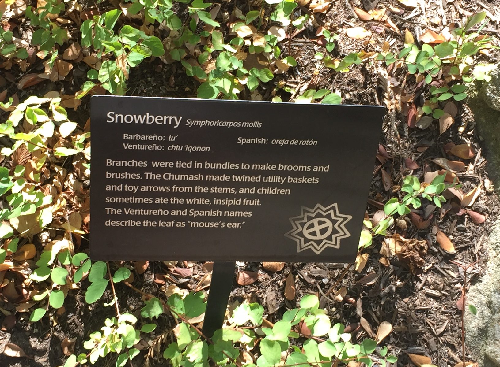 Snowberry plant label from the Suikinaik’oy Garden, featuring the English, Chumash, Latin and Spanish names of the plant and an English description of its use.