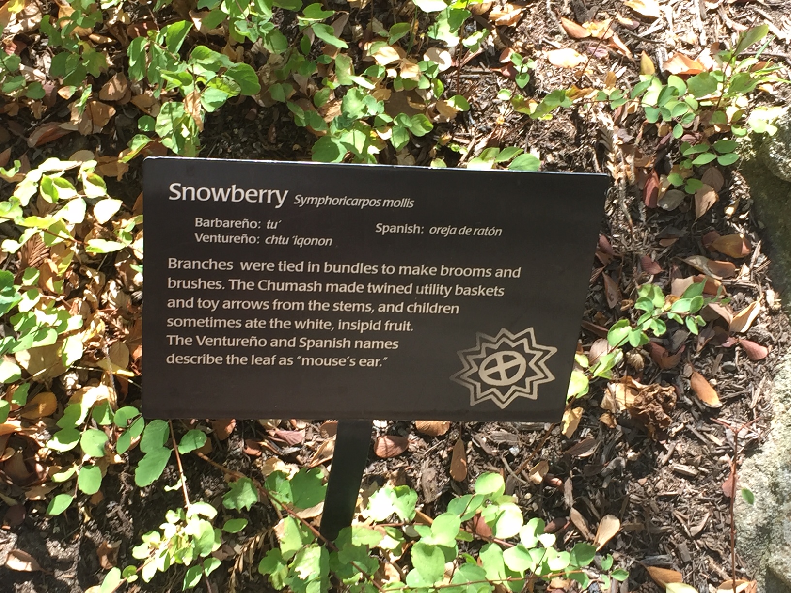 Snowberry plant label from the Suikinaik’oy Garden, featuring the English, Chumash, Latin and Spanish names of the plant and an English description of its use.