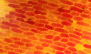 Punasipulin soluja kuvattuna mikroskoopilla.