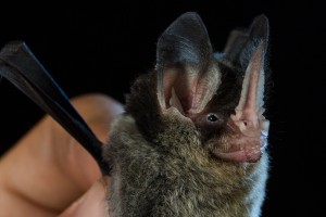 Striped hairy-nosed bat, Mimon crenulatum