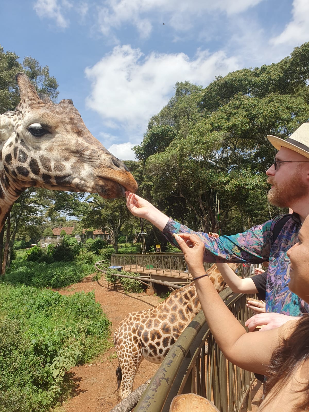 The ECC team feeding Eddie the Giraffe at the Giraffe Centre.