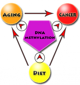 The interplay between diet, aging, epigenetics, and cancer