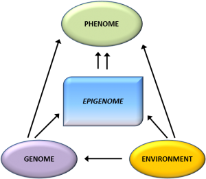 Epigenome has an important role along with genotype and environment in determining phenotype