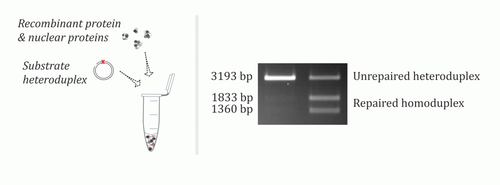 The in vitro MMR assay evaluates the repair efficiency of a GT heteroduplex DNA substrate, which upon repair reveals a unique restriction site detectable by standard restriction analysis.