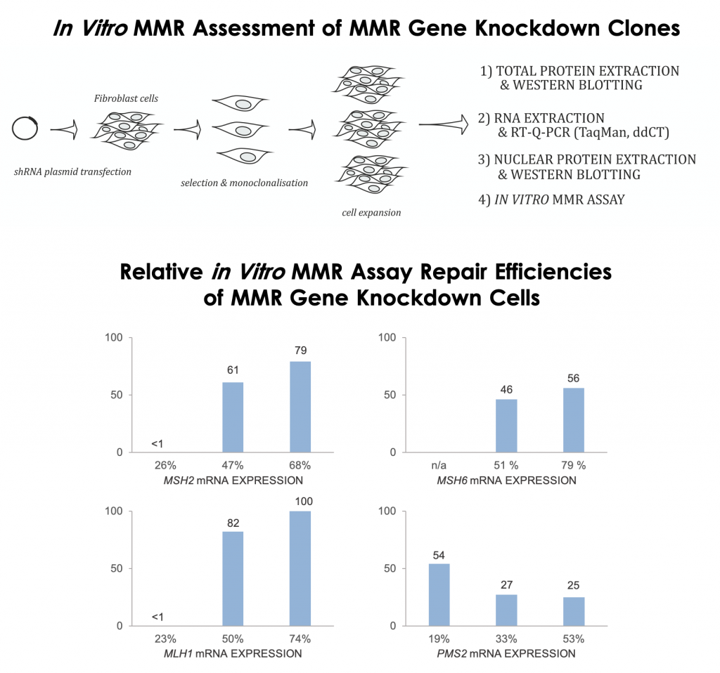 The in vitro MMR assessment of MMR gene knockdown fibroblasts demonstrates that the reduced mRNA expression of MLH1, MSH2, MSH6 or PMS2 can be detected by reduced in vitro MMR efficiencies.