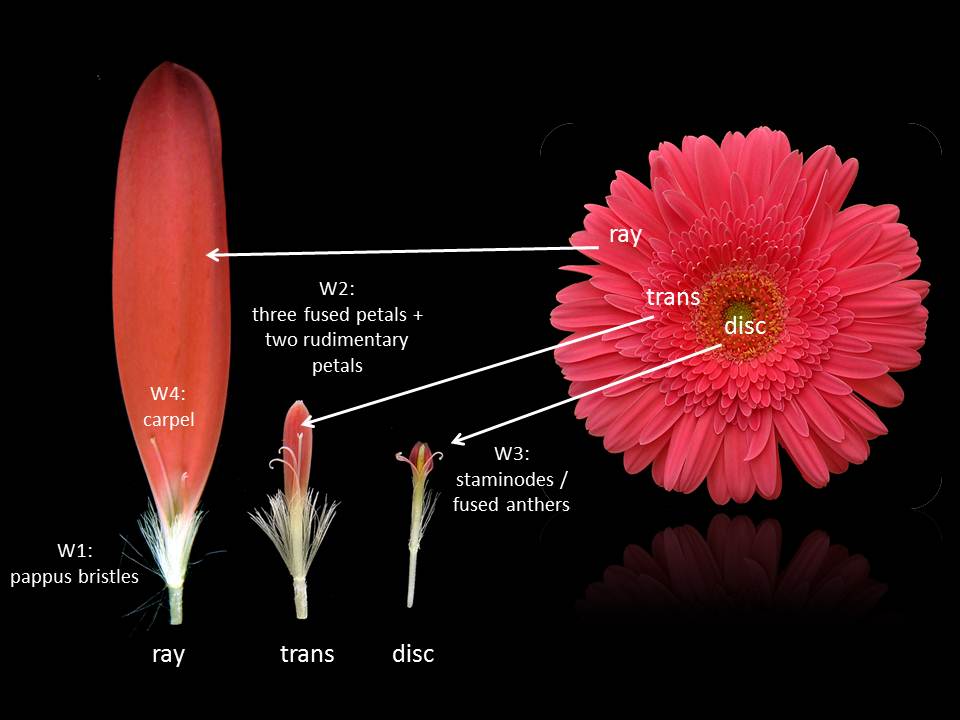 Gerbera inflorescence & flower types | Gerbera Lab