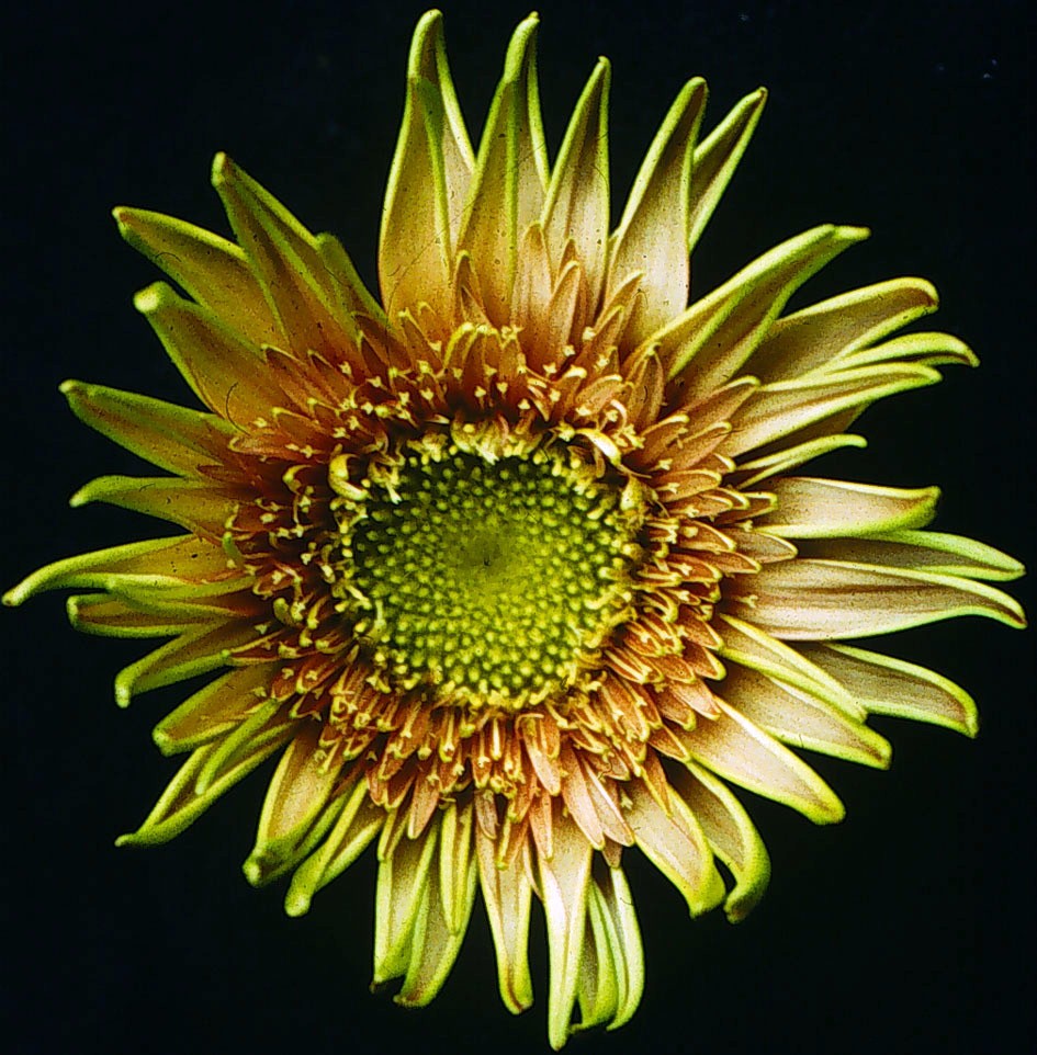Abce Model Of Flower Development Gerbera Lab 