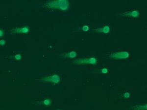 microscope image of green cell comets 