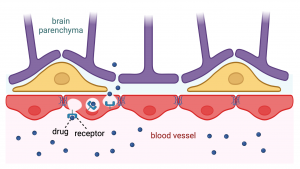 Blood vessel on the bottom on the image, lined by endothelial cells. On top pericytes that are enclosed by astrocyte end-feet. Drug from the blood vessel is carried across the blood-brain barrier with a receptor protein.