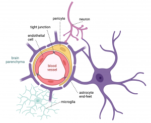 Image representing blood vessel surrounded by pericyte and astrocyte cells. On the brain parenchyma side neurons and microglia.