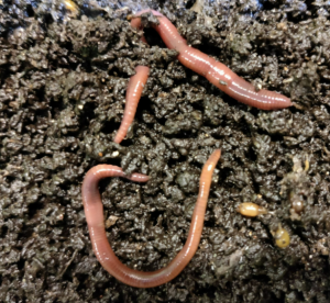Earthworms as the ultimate strategy to face microplastic pollution