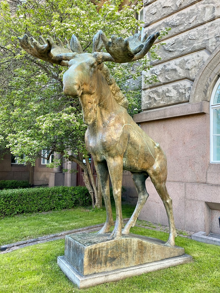 A colour photo of a large bronze sculpture of a bull elk standing on a plinth outside a museum building, with a round arch window visible in the background 
