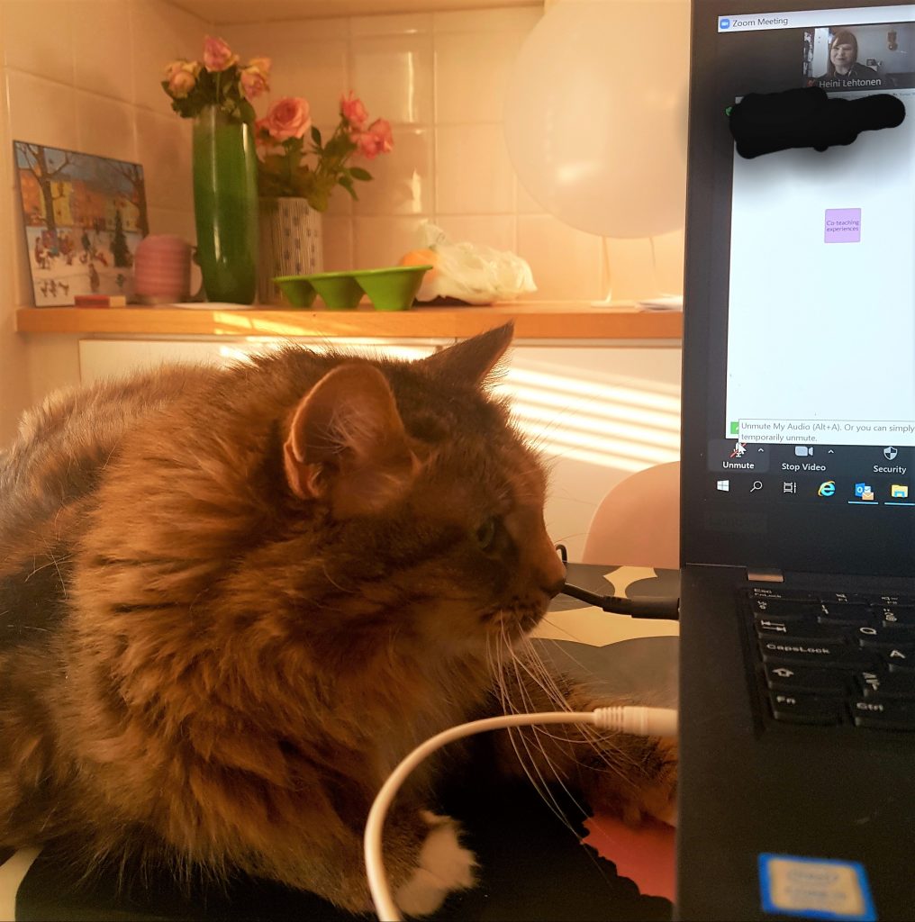 Kissa katsoo tietokonetta