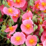 Kukkia (Freefoto.com)