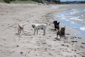 Ihanat koirat rannalla