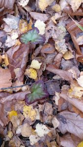 Autumn colouration of iconic understorey forb Hepatica nobilis