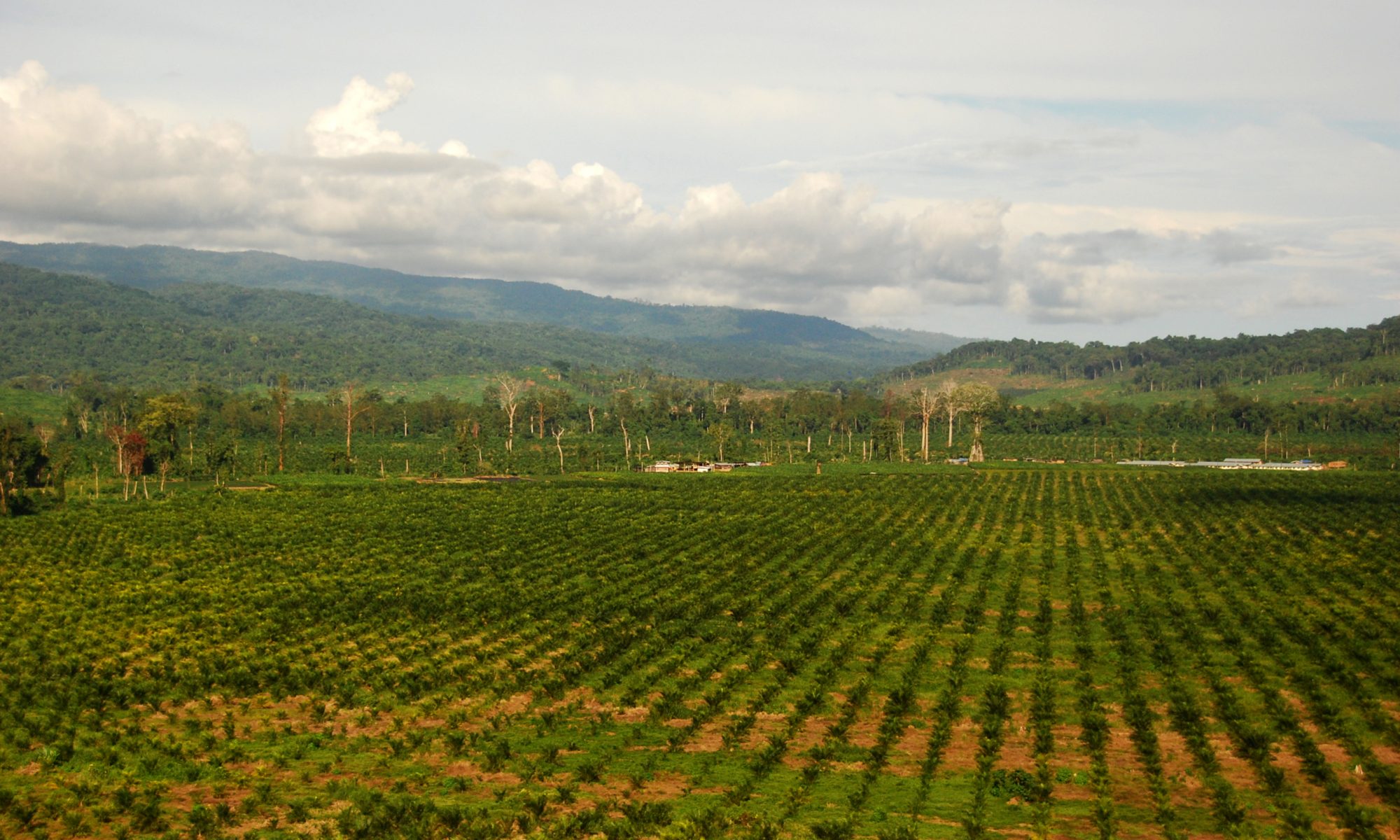 An oil palm plantation with straight rows of palms. In the back ground the plantation compound is visible and in the horizon forested hills.