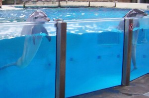 Emme tiedä mitä delfiini ajattelee, eipä siis välitetä siitä. Kuva: Wikimedia Commons