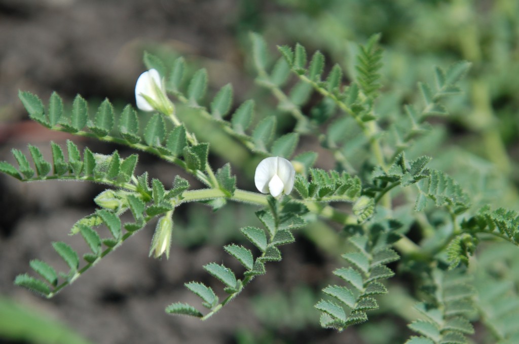 Flowering chick pea plant.