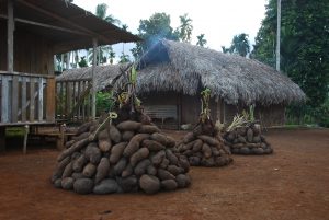 Three heaps of taro standing in front of thatched house on red soil.