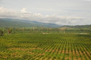 Oil palm plantation on a flat plain, in the background forested hills. Plantation buildings visible in the background.