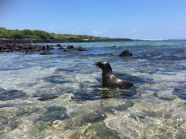 Merileijona Galápagos-saarilla